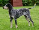 Petit bleu de Gascogne, Small Blue Gascony Hound