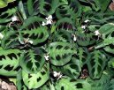 Maranta