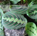 Maranta