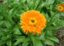 Calendula officinalis L\.