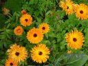 Calendula officinalis L\.