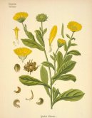 Calendula officinalis L\.