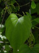 Dioscorea villosa L\.