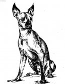 Xoloitzcuintle