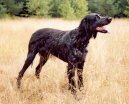 Epagneul Bleu de Picarde, Blue Picardy Spaniel