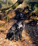 Epagneul Bleu de Picarde, Blue Picardy Spaniel