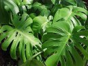 Monstera deliciosa