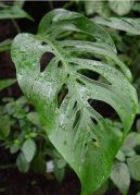 Monstera deliciosa