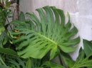 Monstera deliciosa