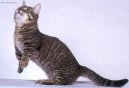 Munchkin cat