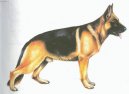 German shepherd dog \\\\\(Dog standard\\\\\)