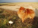 Deutscher spitz - Kleinspitz, German Spitz  Miniature Spitz