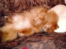 German spitz miniature spitz \\\\\(Dog standard\\\\\)