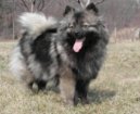 German spitz medium size \\\\\(Dog standard\\\\\)