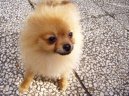 Deutscher spitz - Zwerspitz, German Spitz - Pomeranian