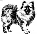 Deutscher spitz  Wolfspitz, Keeshound