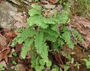 Adiantum