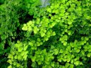 Adiantum