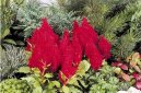 Celosia