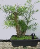 Podocarpus, kamenn tis