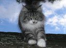 Norwegian Forest \(Cat\)