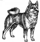 Norwegian buhund \(Dog standard\)