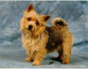 Norwich Terrier