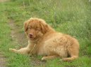 Nova Scotia Duck Tolling Retriever