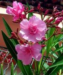 Nerium oleander