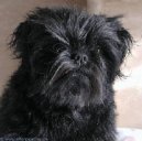 Affenpinscher