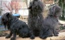 Affenpinscher