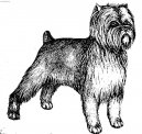 Affenpinscher