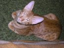 Oriental Shorthair