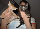 Oriental Shorthair