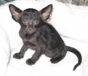 Oriental Shorthair