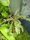 Polypodium Aureum