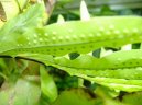 Polypodium Aureum