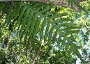 Polypodium Aureum