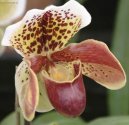 Paphiopedilum