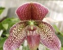 Paphiopedilum