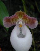 Paphiopedilum