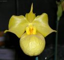 Paphiopedilum