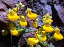 Calceolaria