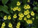 Calceolaria