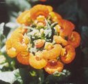 Calceolaria