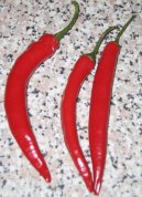 Capsicum frutescent, Capsicum annum