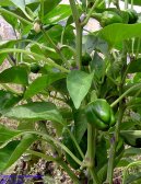 Capsicum frutescent, Capsicum annum