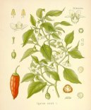 Capsicum frutescent, Capsicum annum