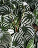 Peperomia