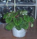 Peperomia